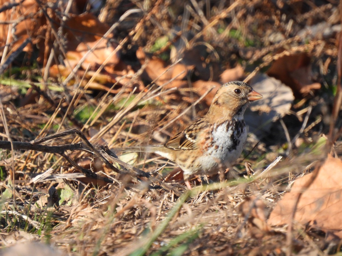 Harris's Sparrow - ML613176100