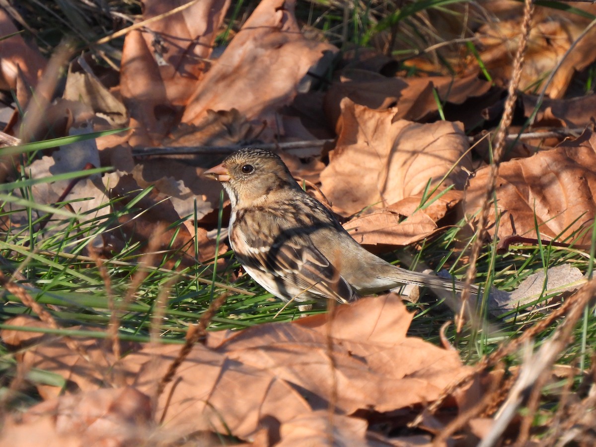 Harris's Sparrow - ML613176115