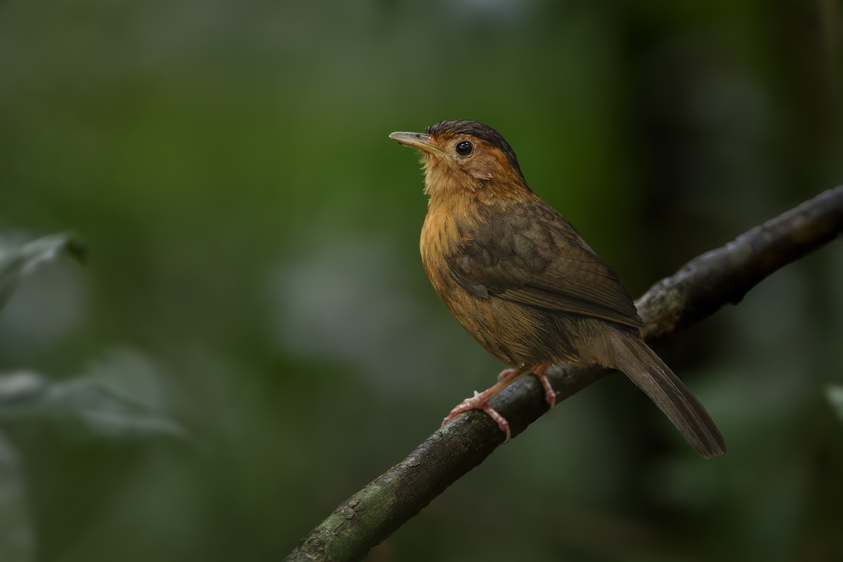 Brown-capped Babbler - ML613176229