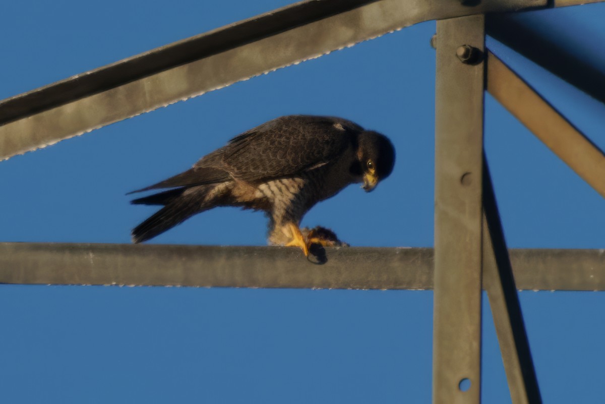 Peregrine Falcon - ML613176239