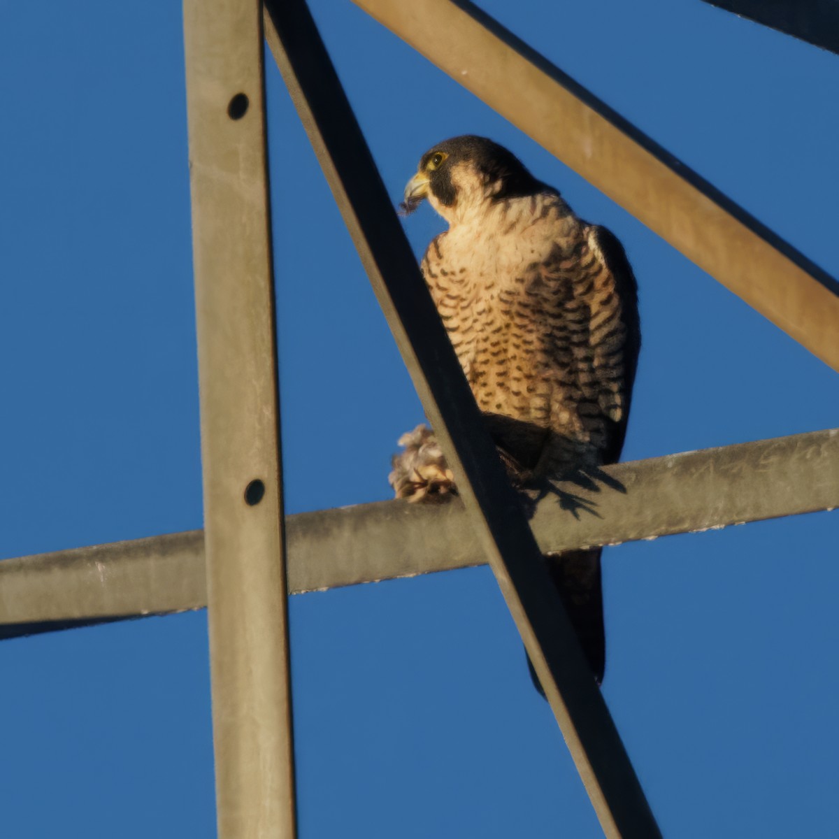 Peregrine Falcon - ML613176240