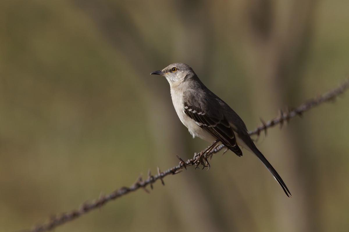 Northern Mockingbird - ML613176262