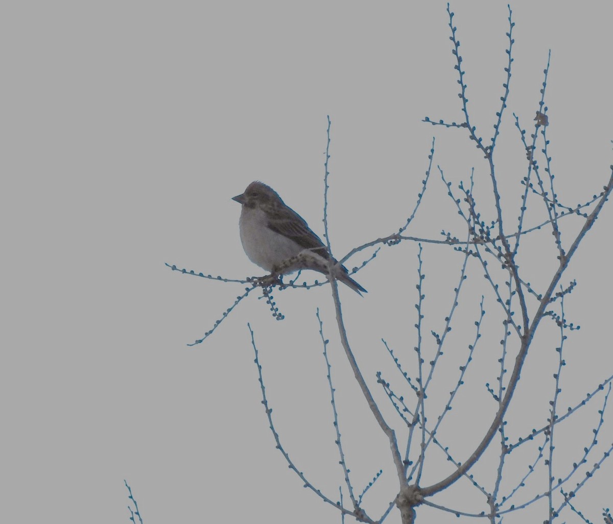 Cassin's Finch - ML613176290