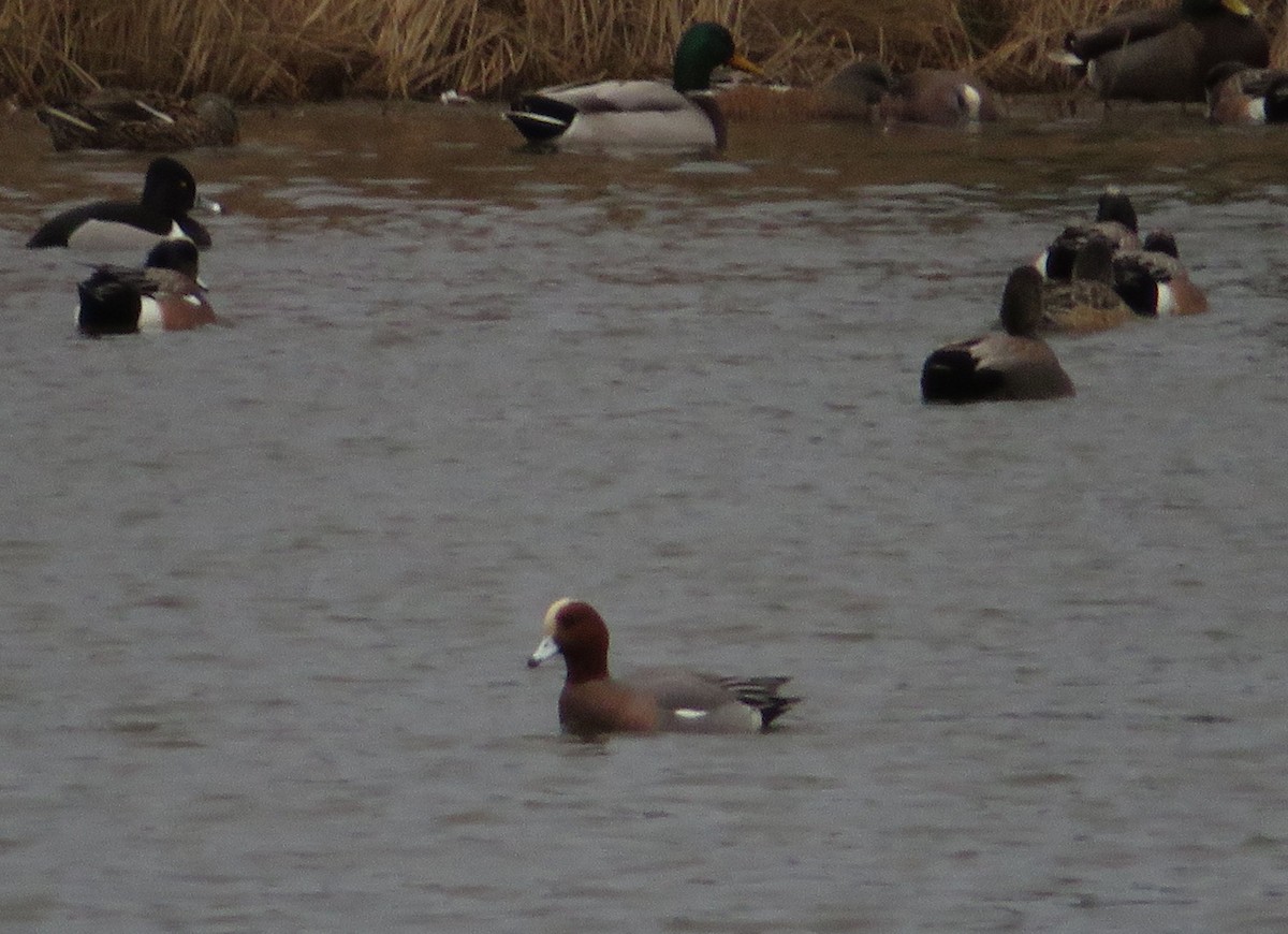 Eurasian Wigeon - ML613176370