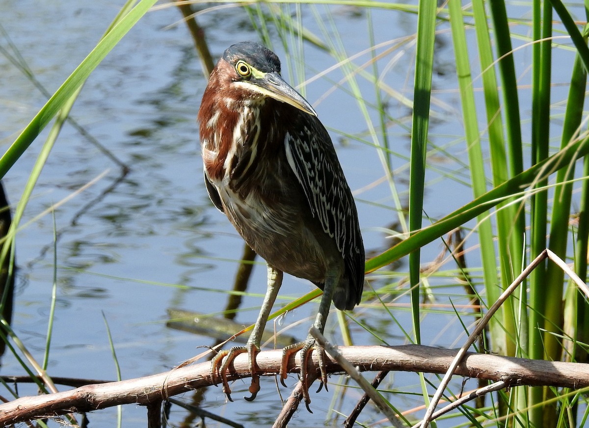 Green Heron - ML613176385