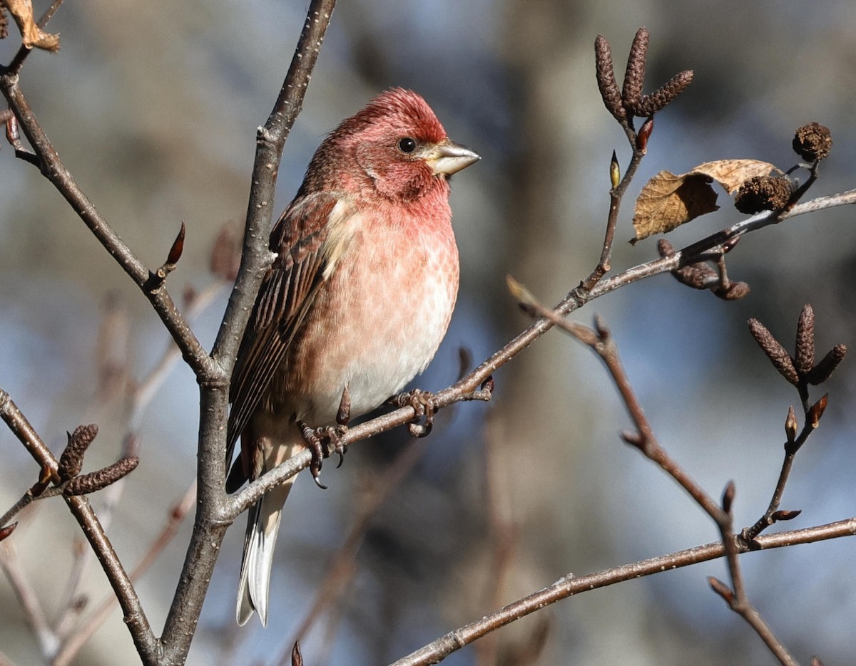 Purple Finch - ML613176416