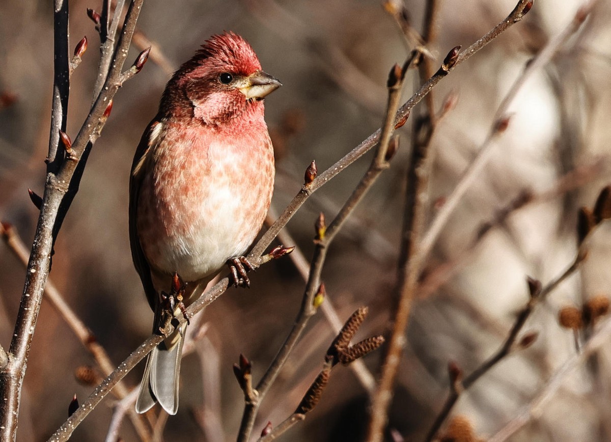 Purple Finch - ML613176417