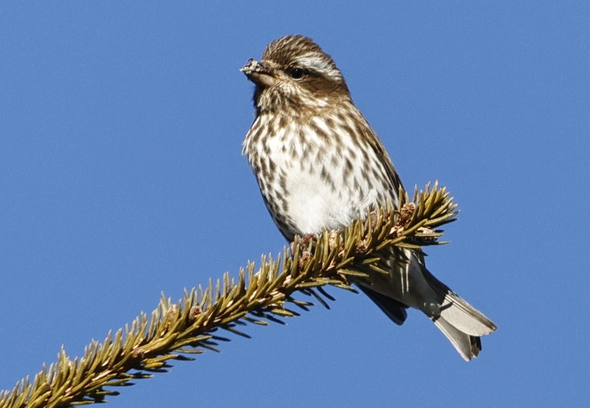 Purple Finch - ML613176418