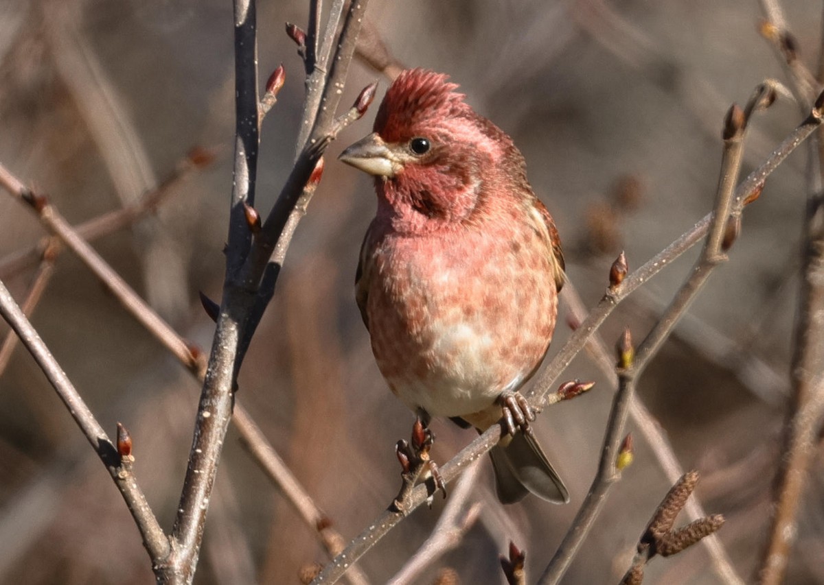 Purple Finch - Mark Dennis