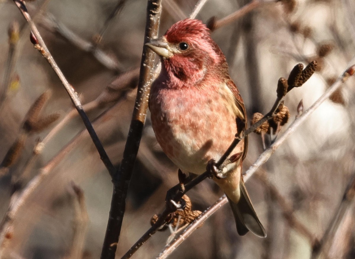 Purple Finch - ML613176420