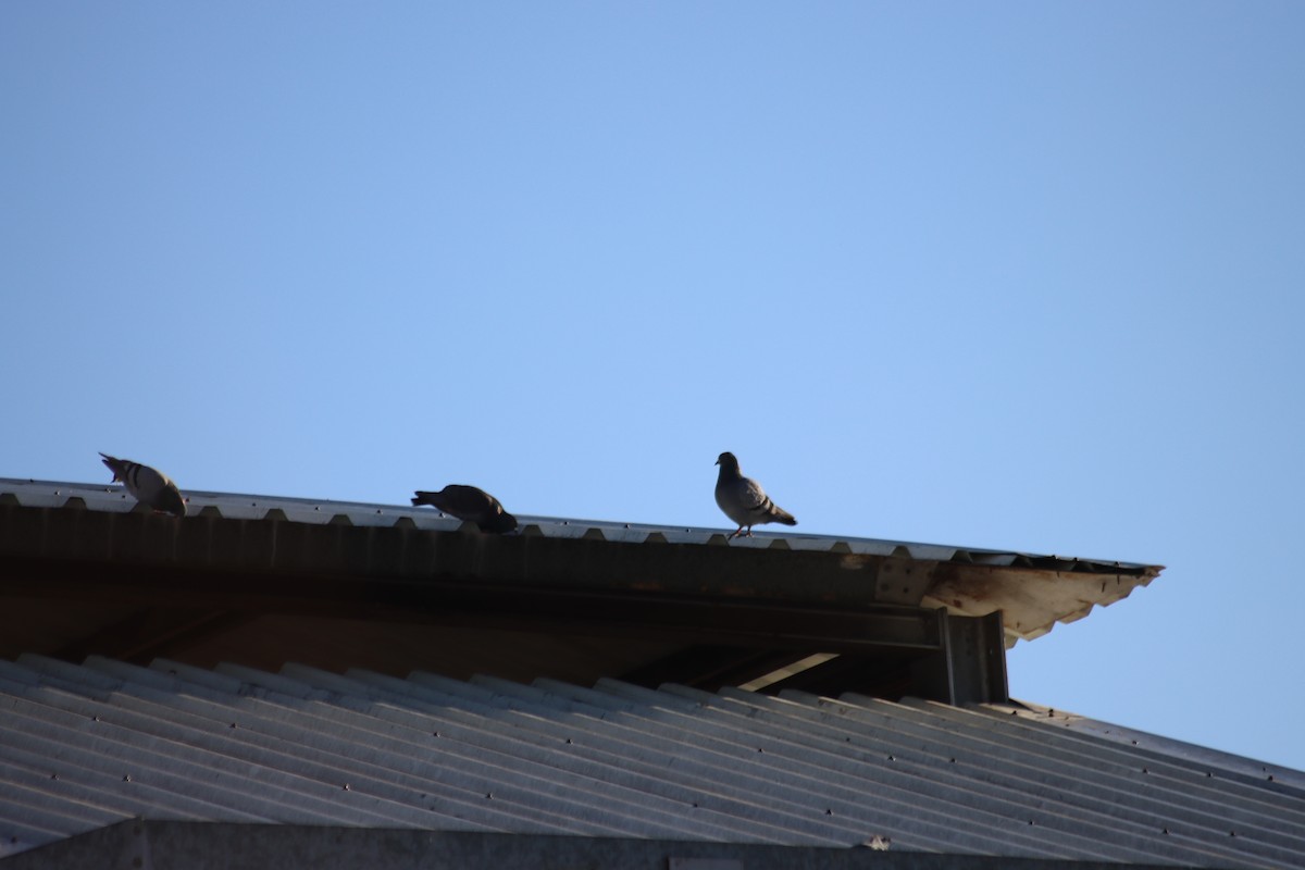 holub skalní (domácí) - ML613176430