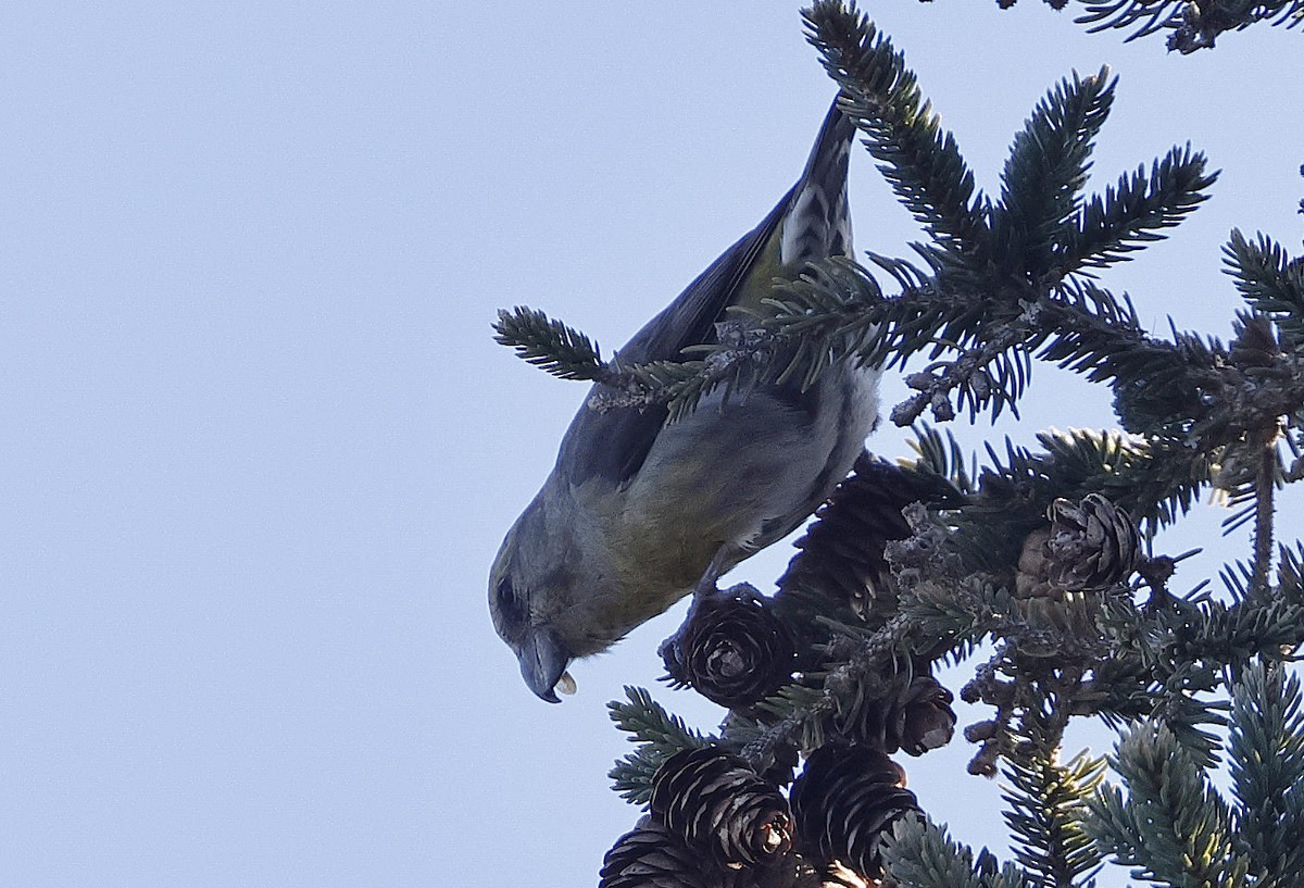 Red Crossbill - ML613176432