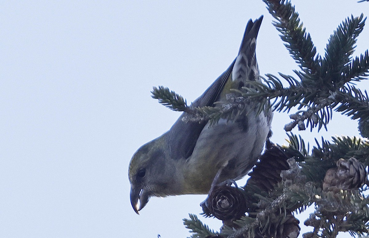 Red Crossbill - ML613176433