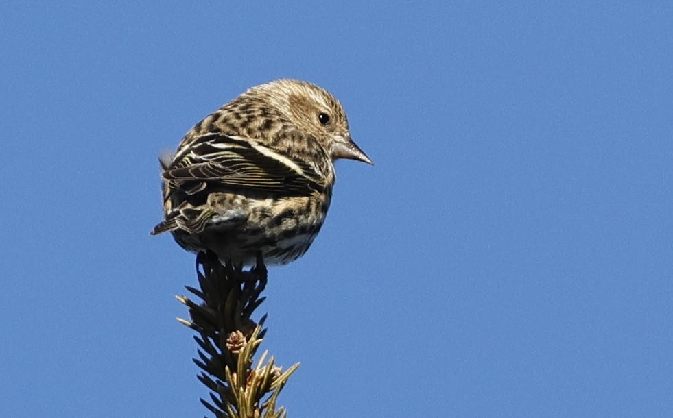 Pine Siskin - ML613176445