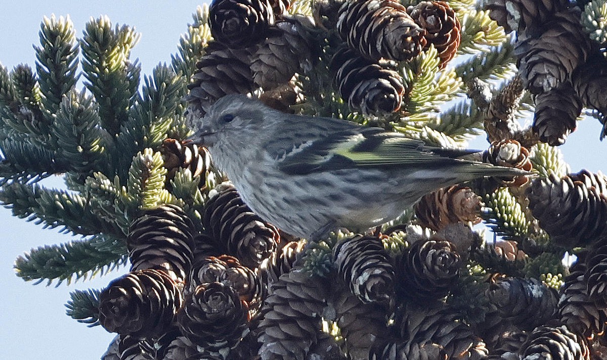 Pine Siskin - ML613176447