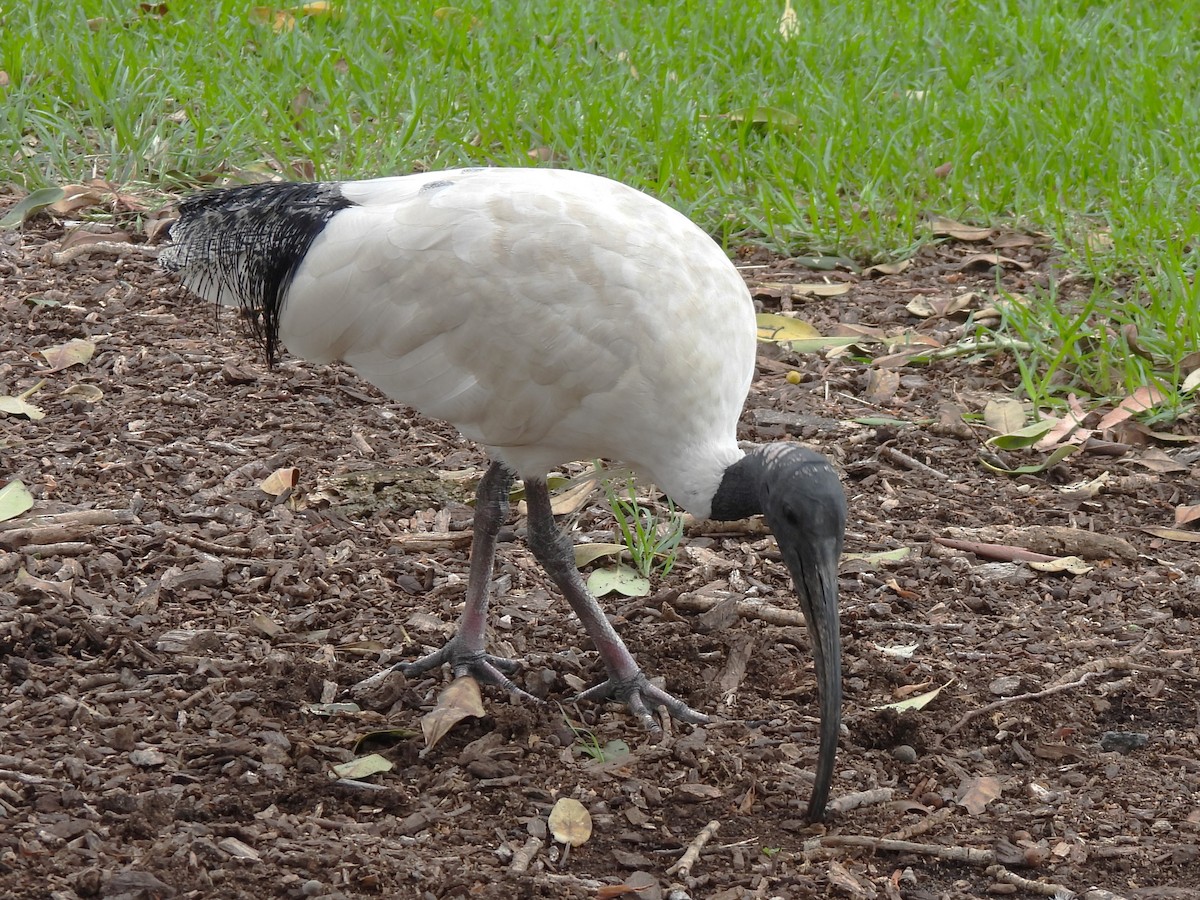 Ibis à cou noir - ML613176557