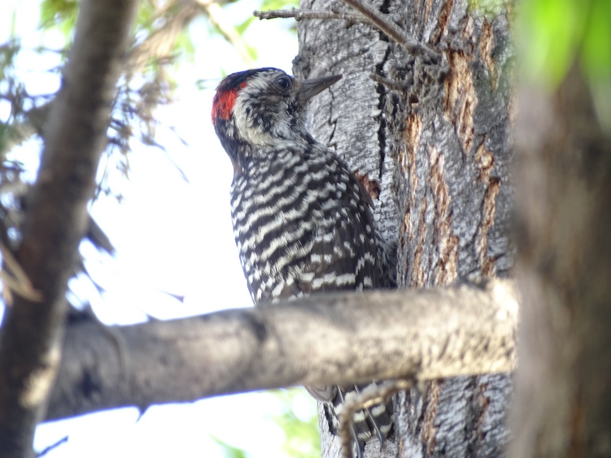 Striped Woodpecker - Nicolás Zuñiga Molina