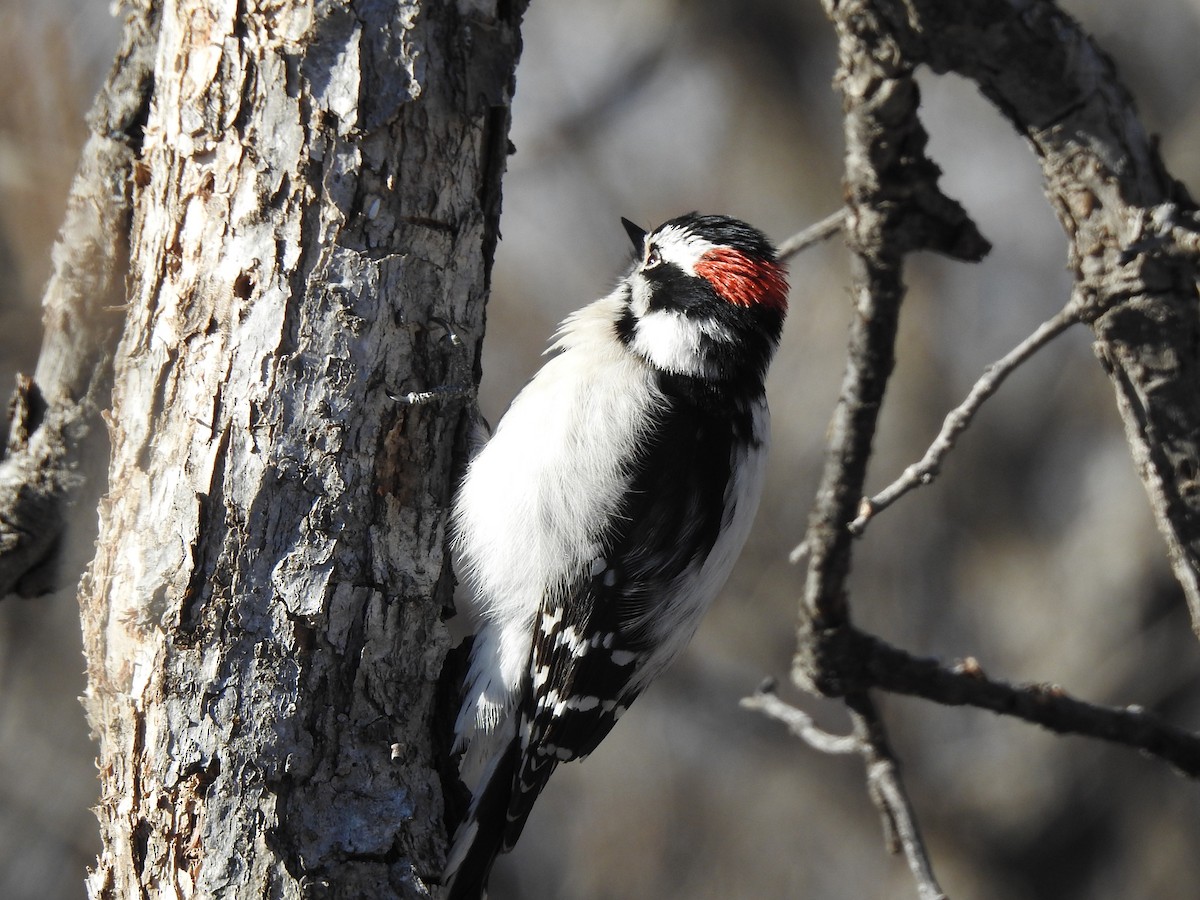 Downy Woodpecker - ML613176629