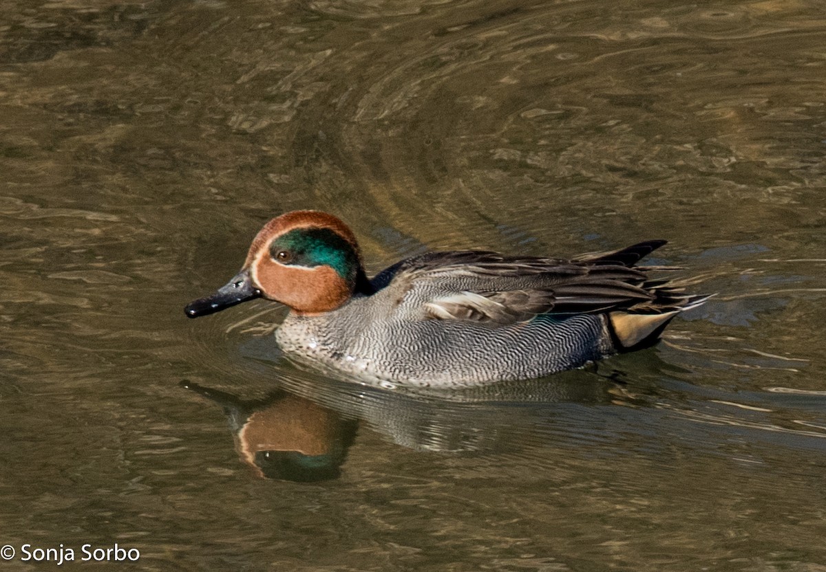 Green-winged Teal (Eurasian) - ML613176677