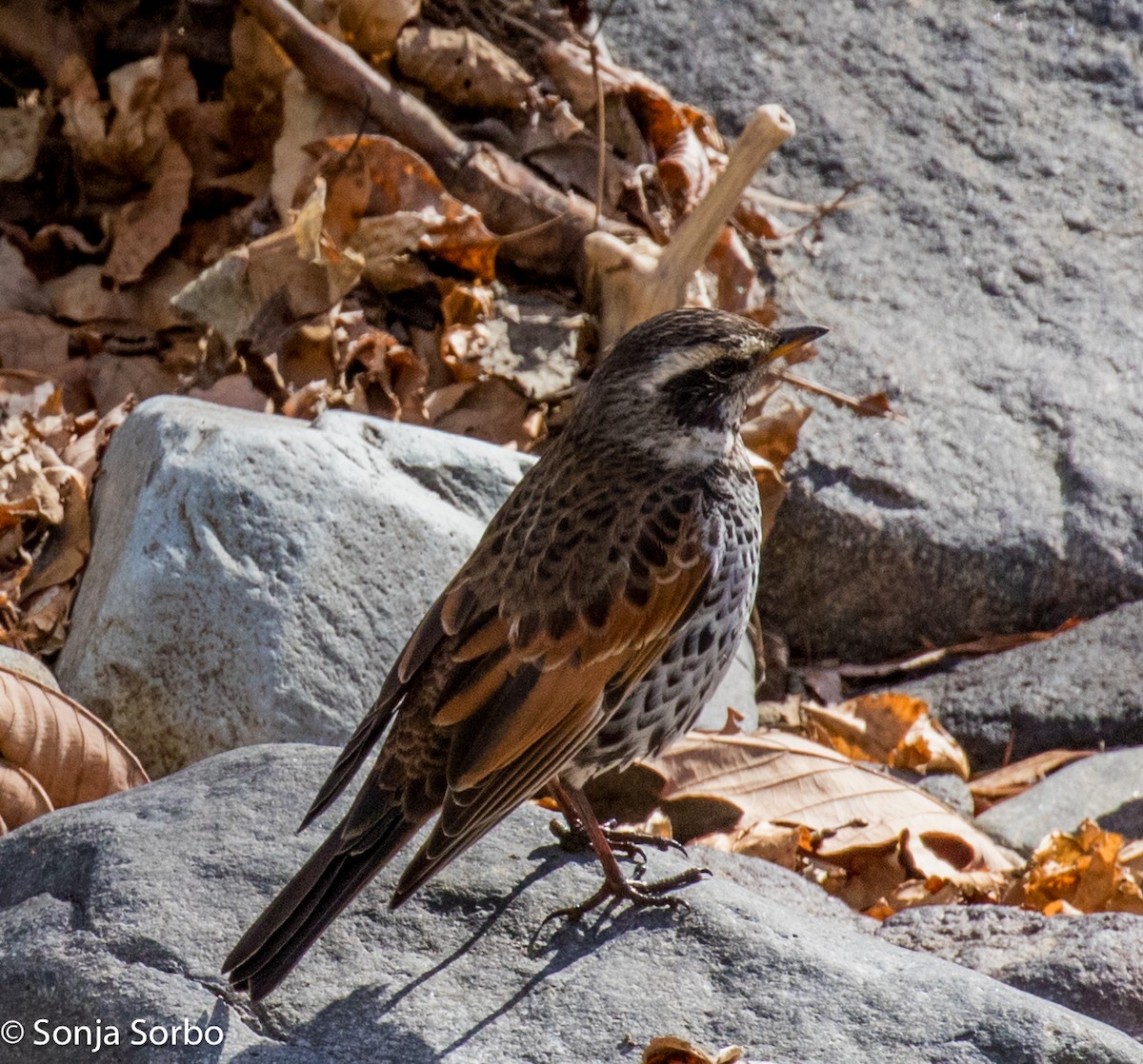 Dusky Thrush - Sonja Sorbo