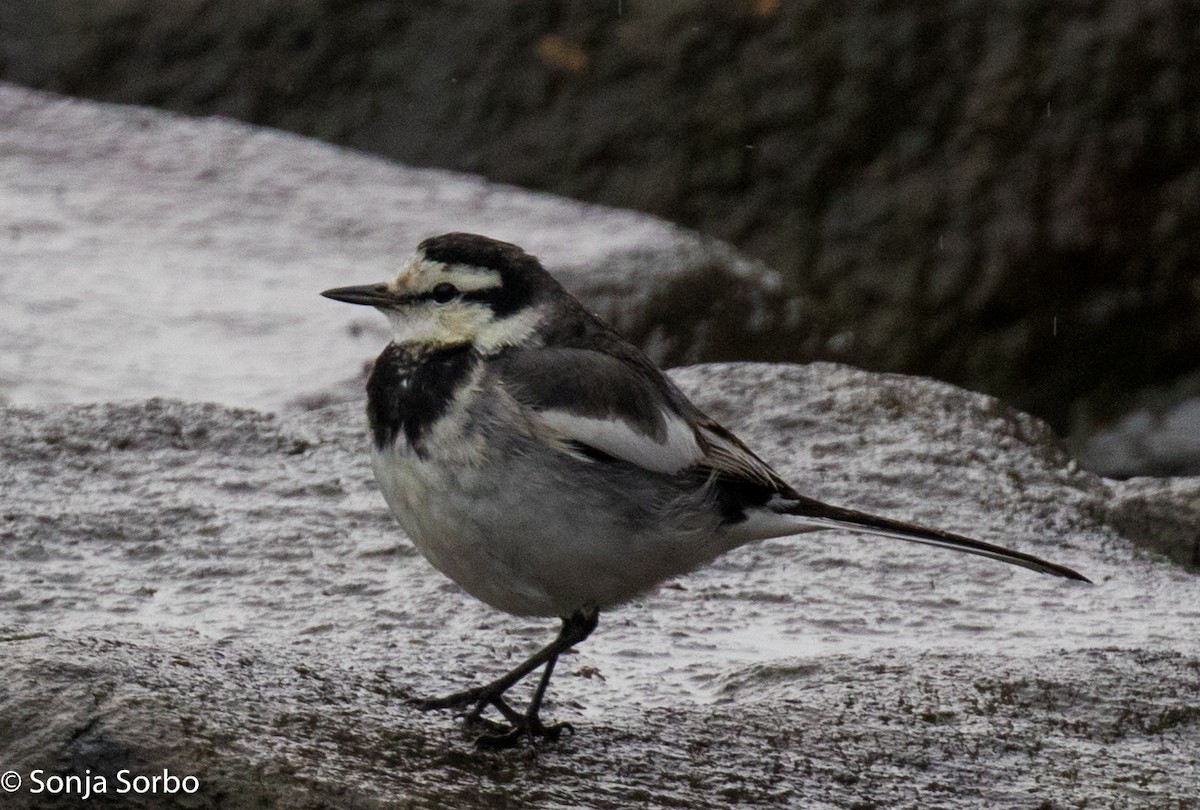White Wagtail (Black-backed) - Sonja Sorbo