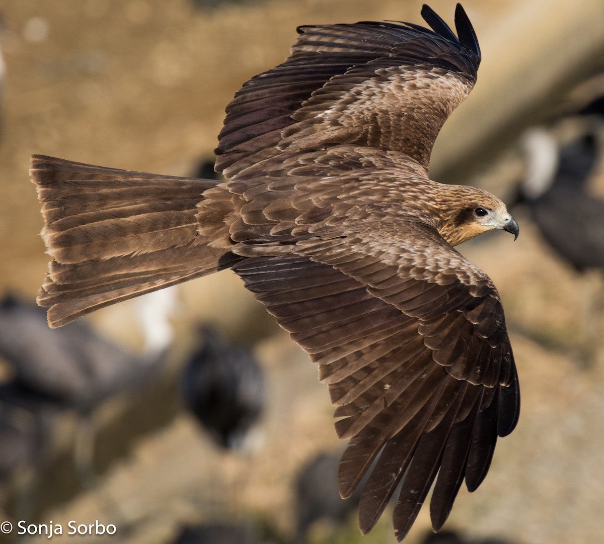 Black Kite (Black-eared) - ML613176722