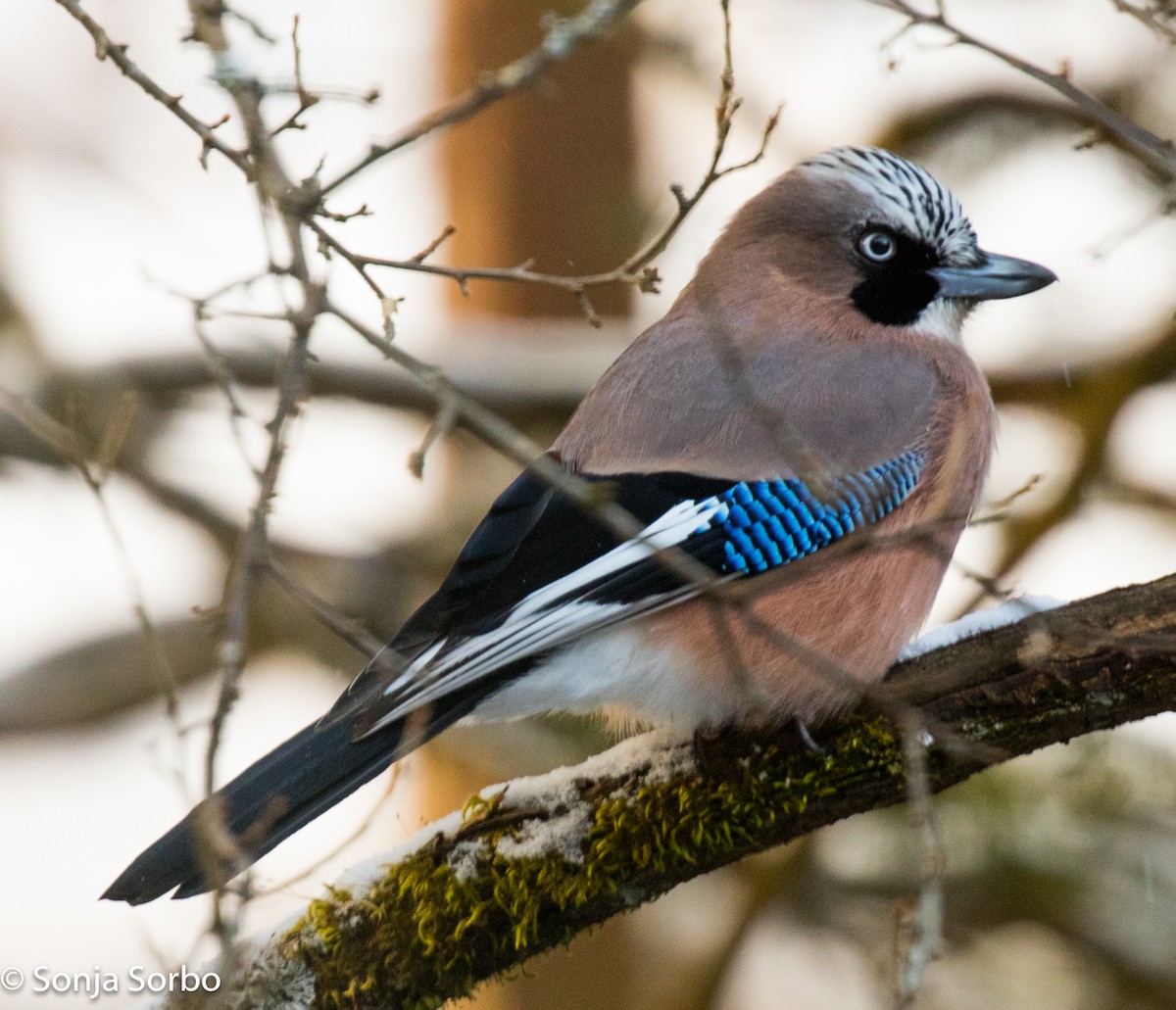 Eurasian Jay - ML613176753