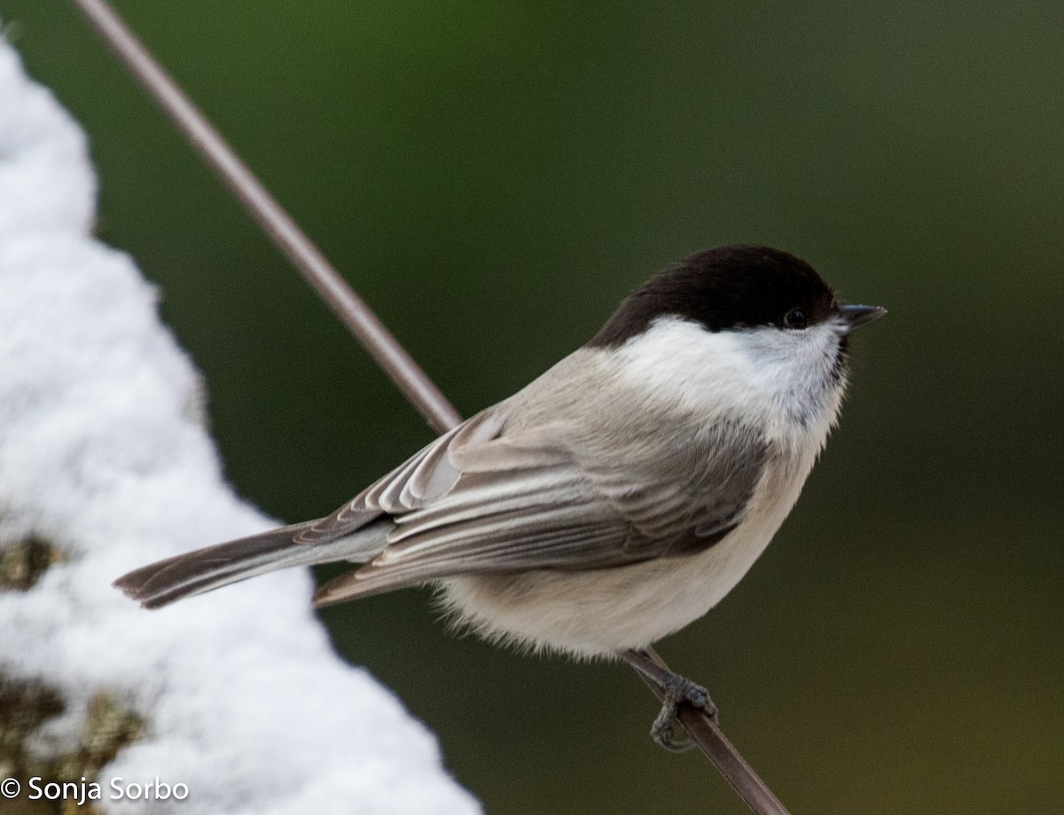 Willow Tit - ML613176776