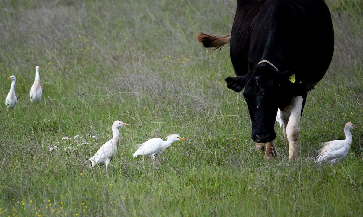 Western Cattle Egret - Özgür Özdemir