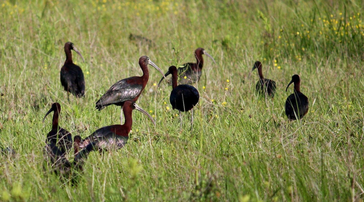 ibis hnědý - ML613176817