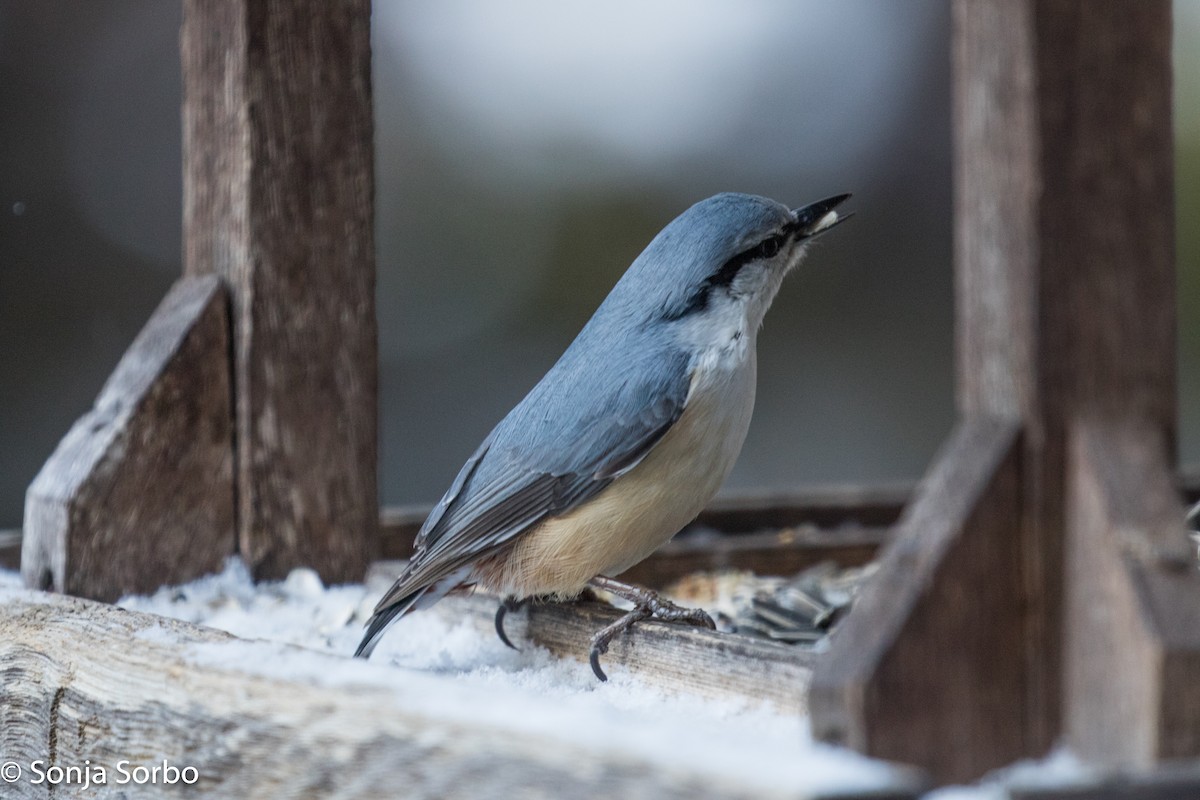 Eurasian Nuthatch - ML613176886