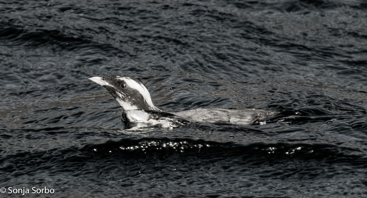 Japanese Murrelet - Sonja Sorbo