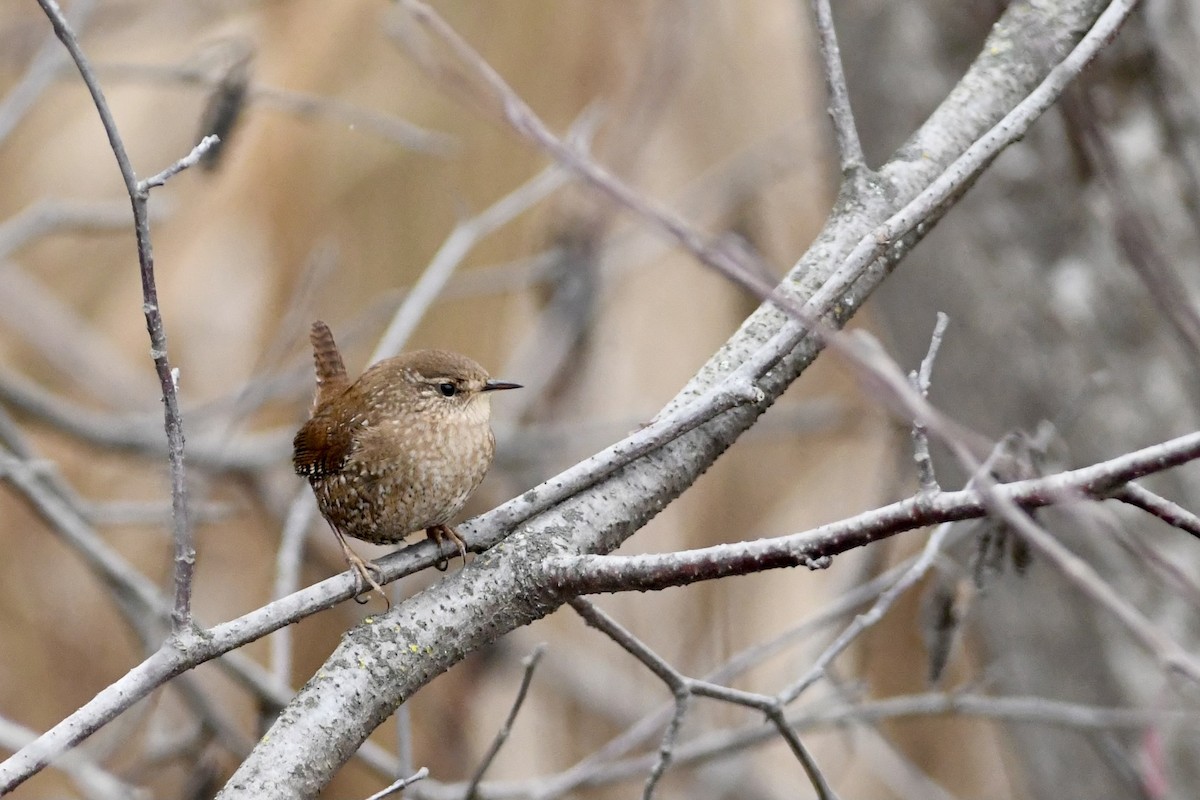 Winter Wren - Mike Coyne