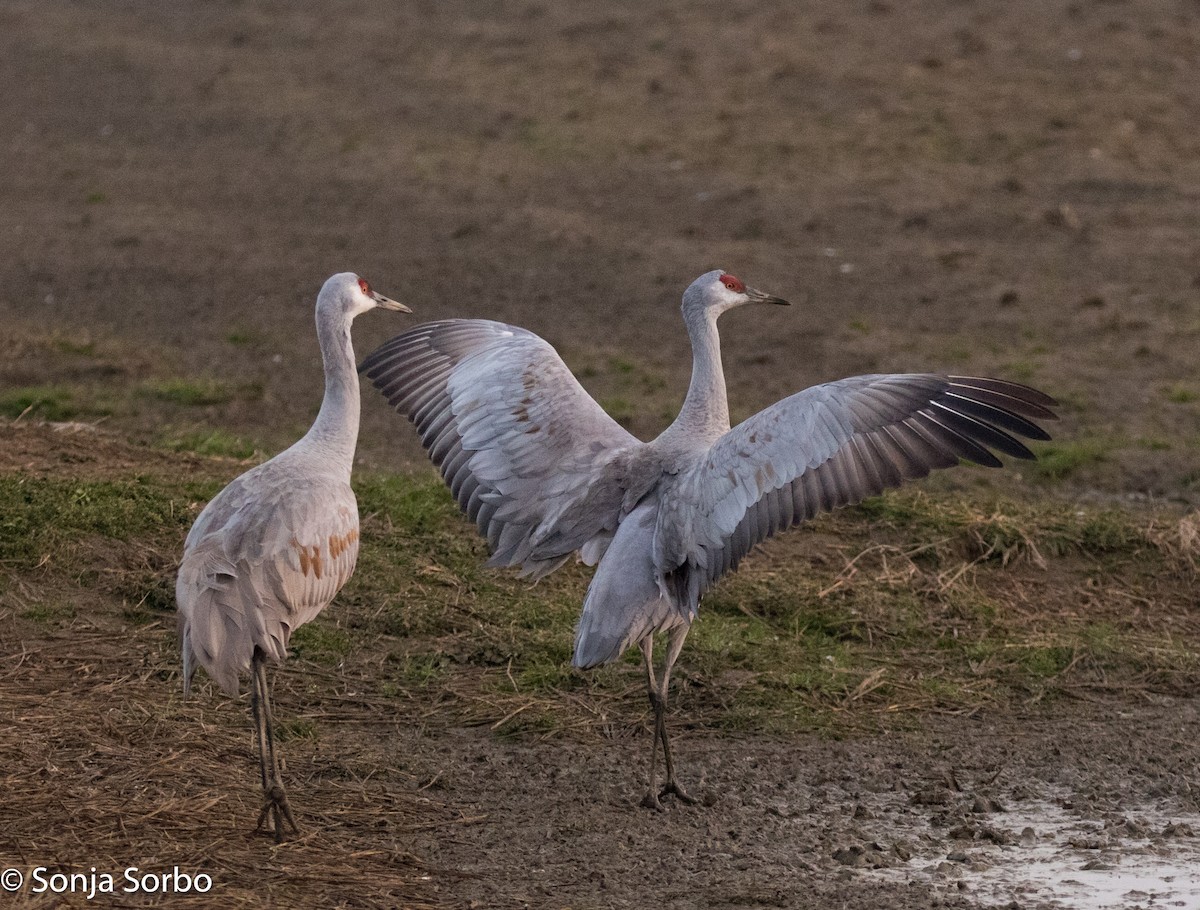 Sandhill Crane (canadensis) - Sonja Sorbo