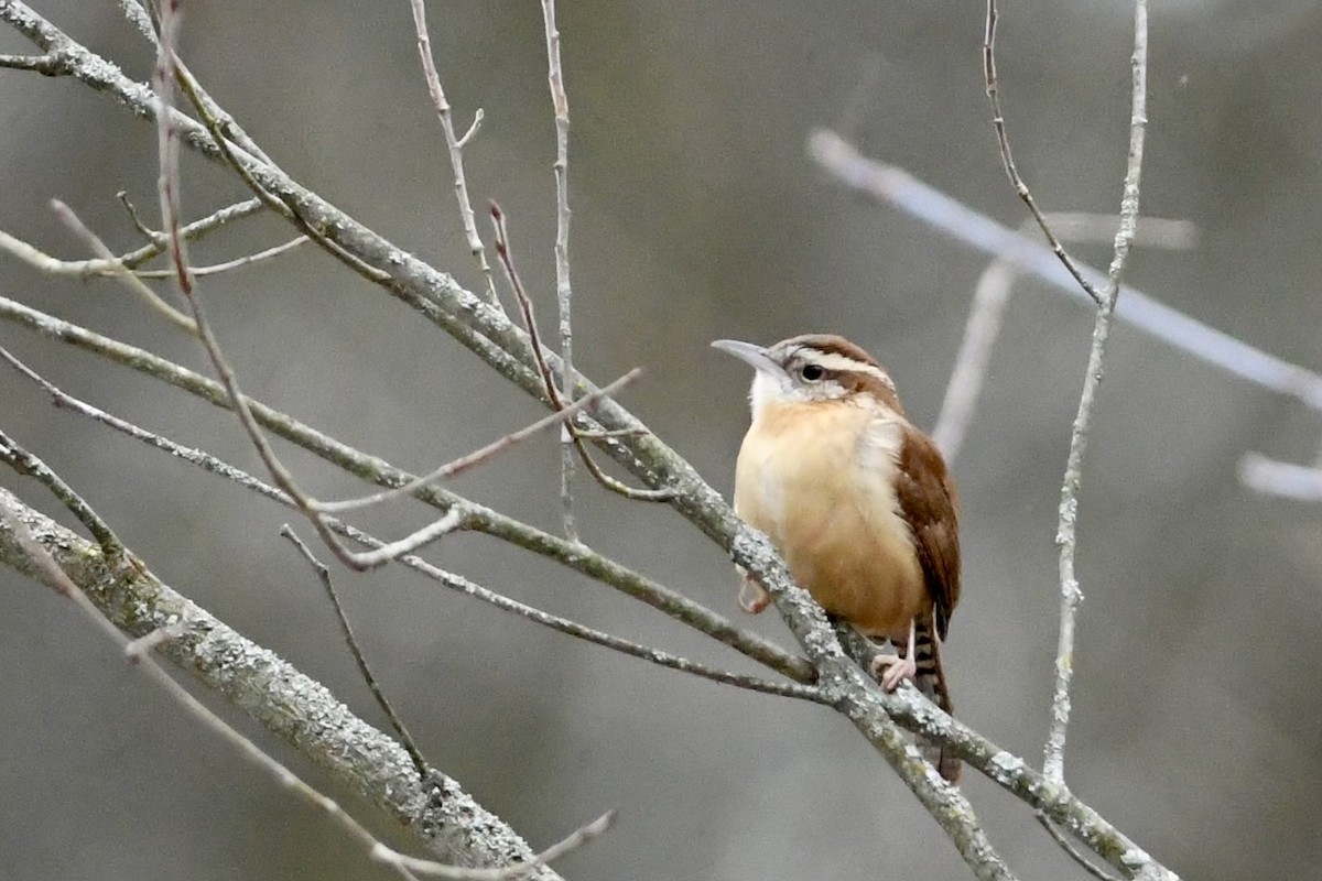 Carolina Wren - Mike Coyne