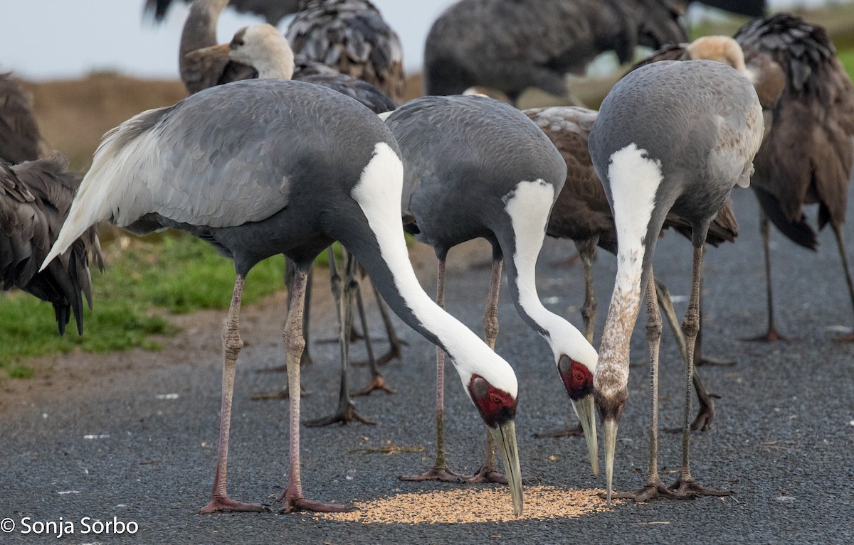 White-naped Crane - Sonja Sorbo