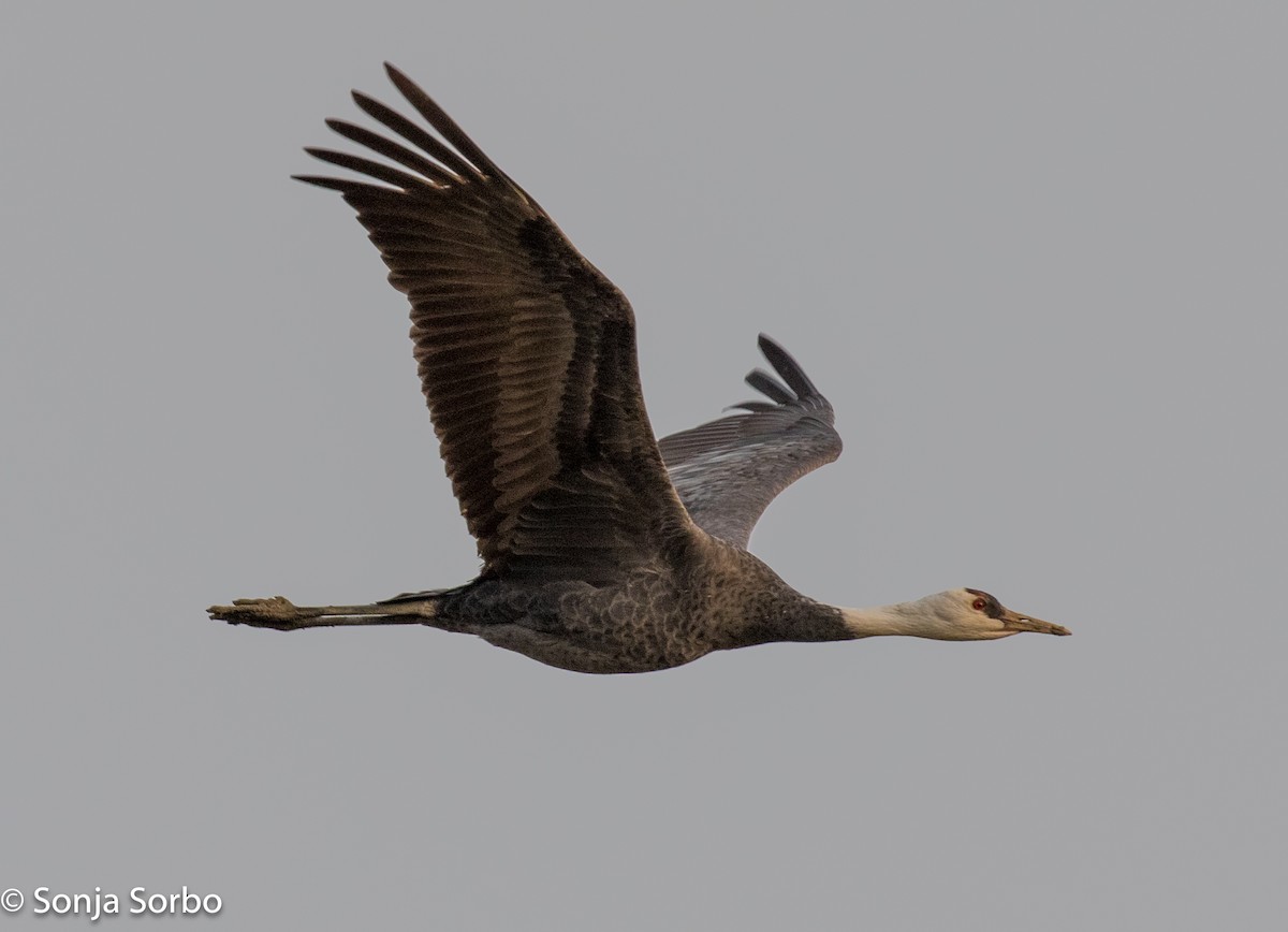 Hooded Crane - ML613177056