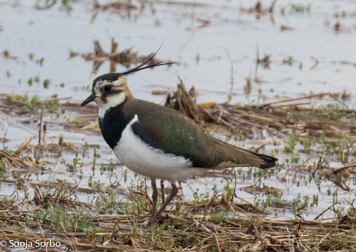 Northern Lapwing - ML613177074