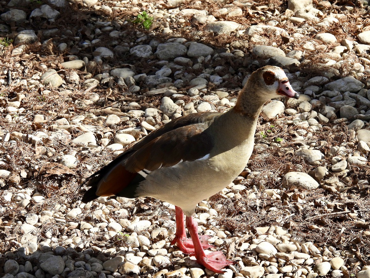 Egyptian Goose - ML613177148