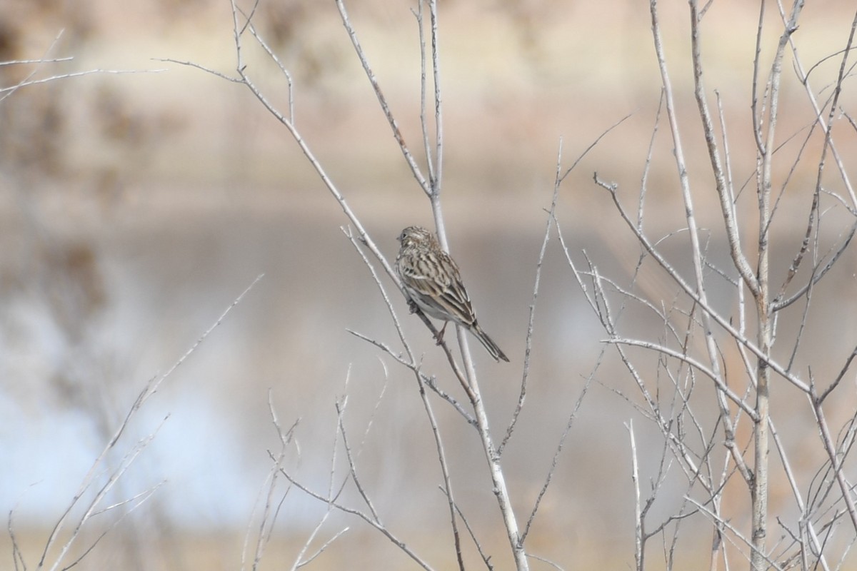 Vesper Sparrow - ML613177166