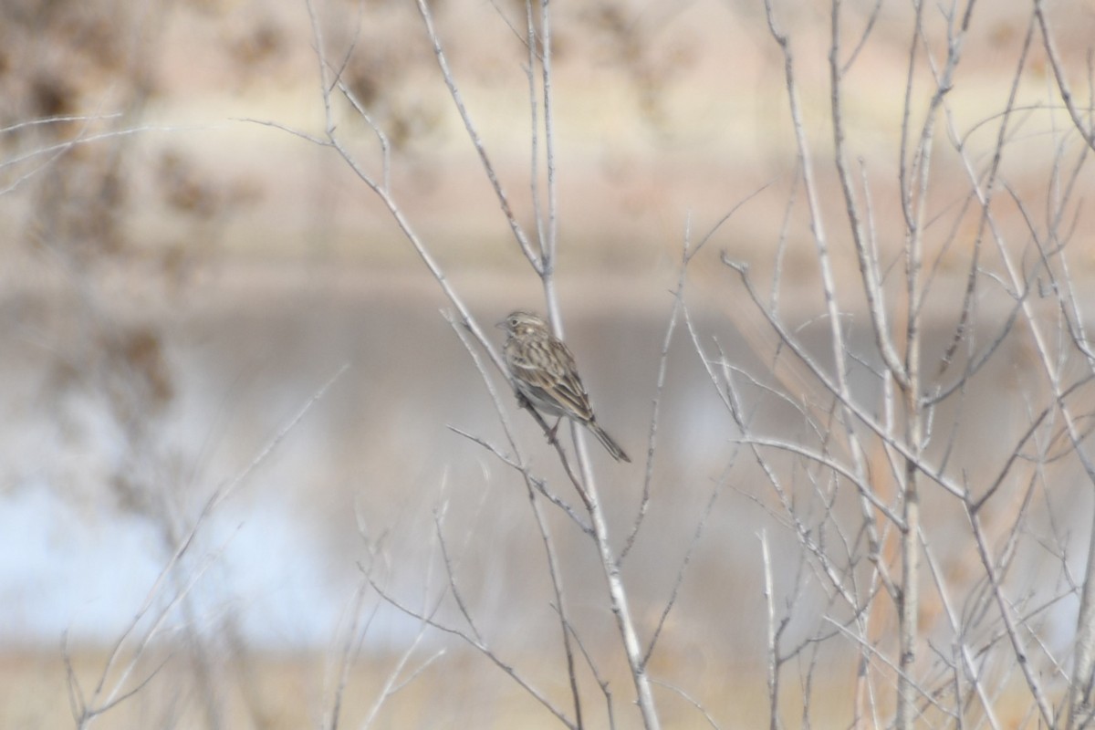 Vesper Sparrow - ML613177167