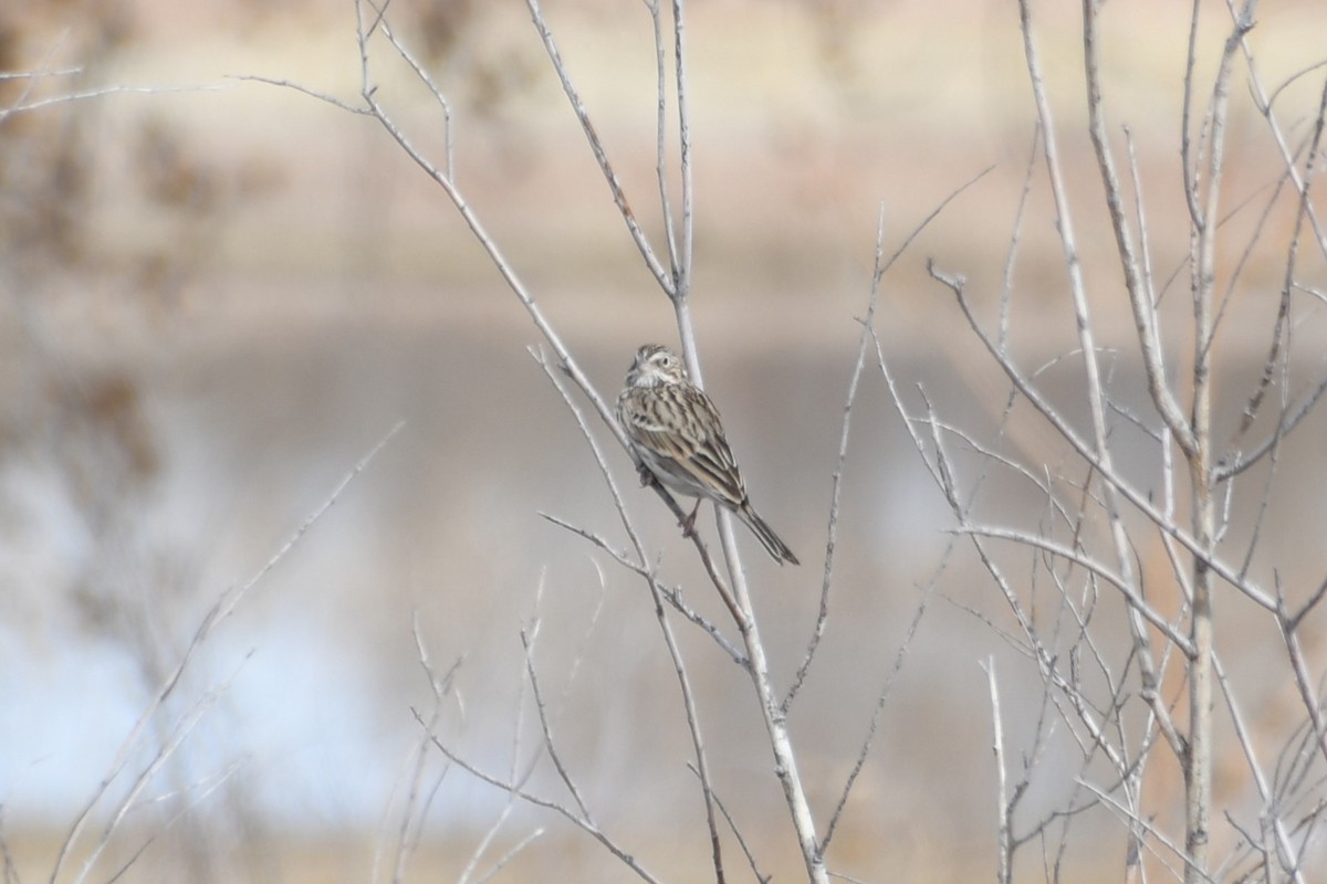 Vesper Sparrow - ML613177168