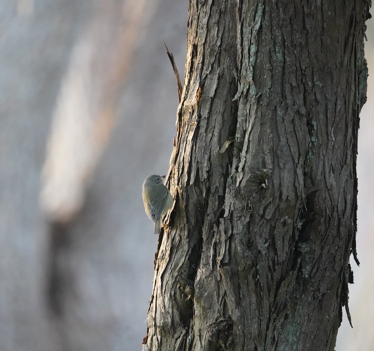 Orange-crowned Warbler - ML613177204