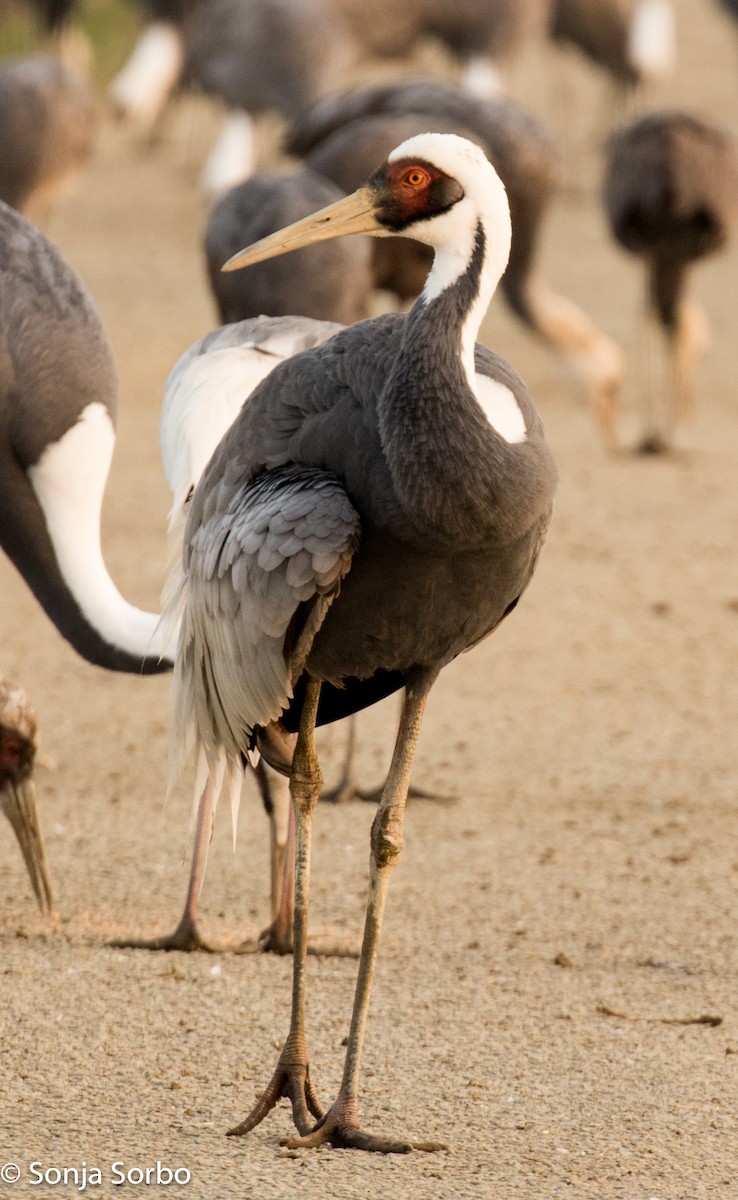 White-naped Crane - Sonja Sorbo