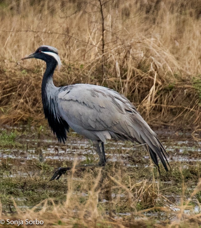 Demoiselle Crane - ML613177253