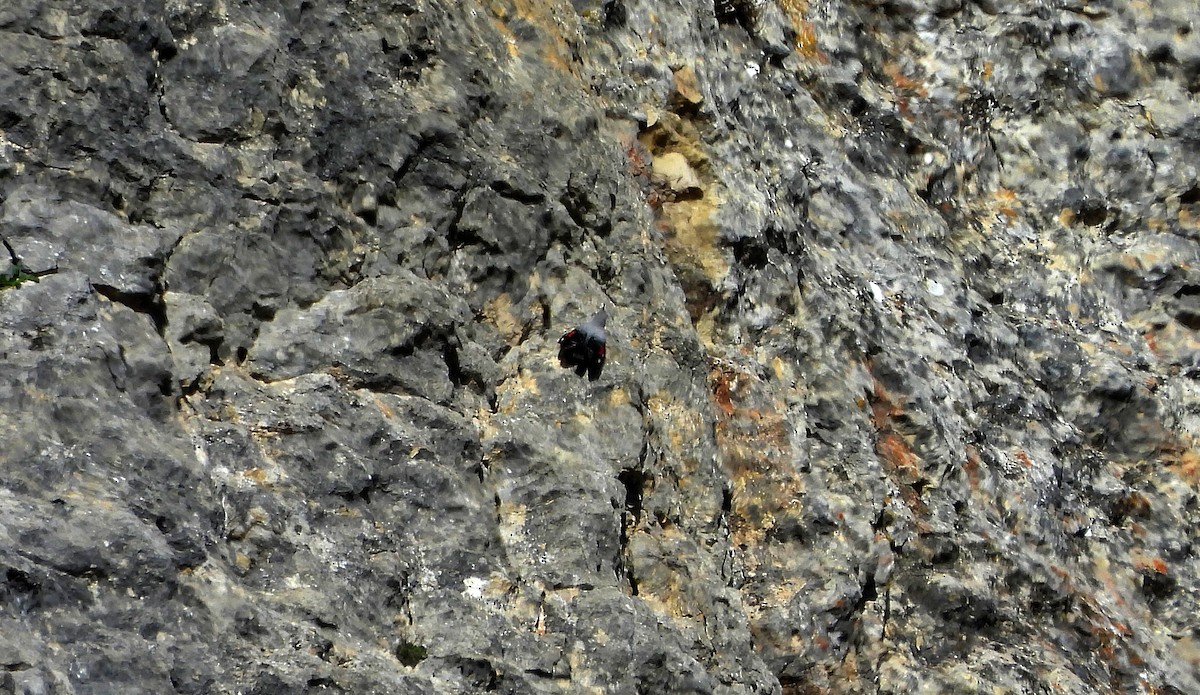 Wallcreeper - ML613177277