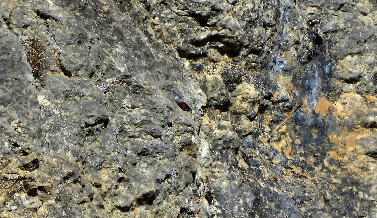 Wallcreeper - ML613177278