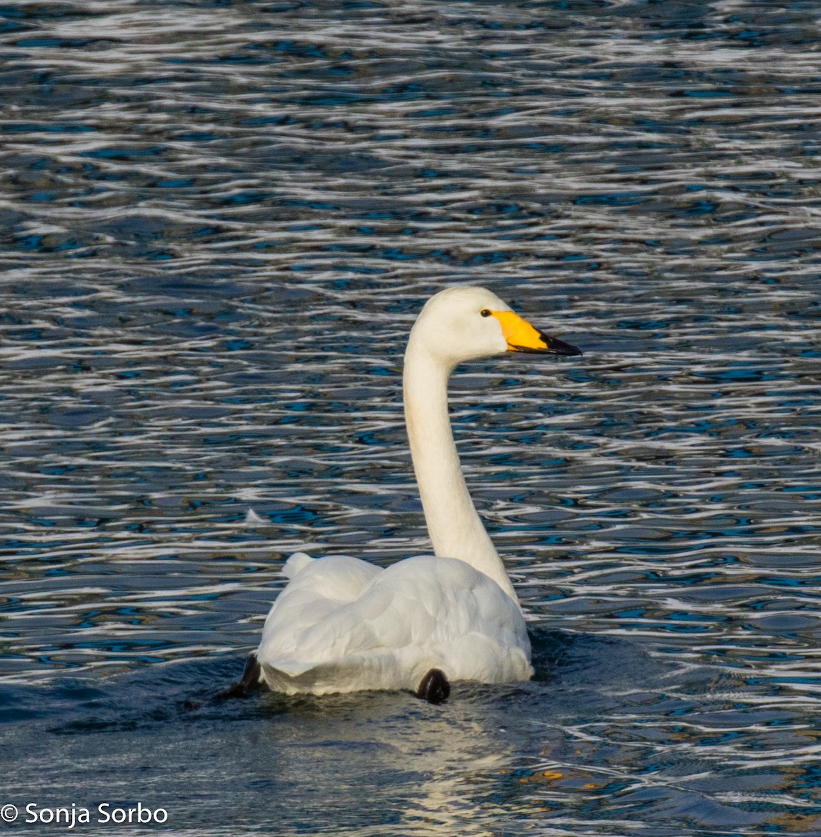 Whooper Swan - ML613177294