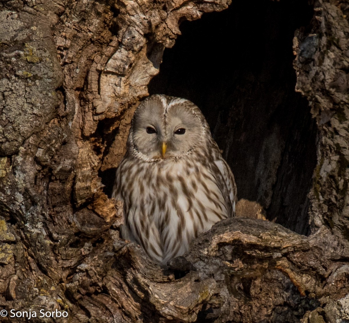 Ural Owl - Sonja Sorbo