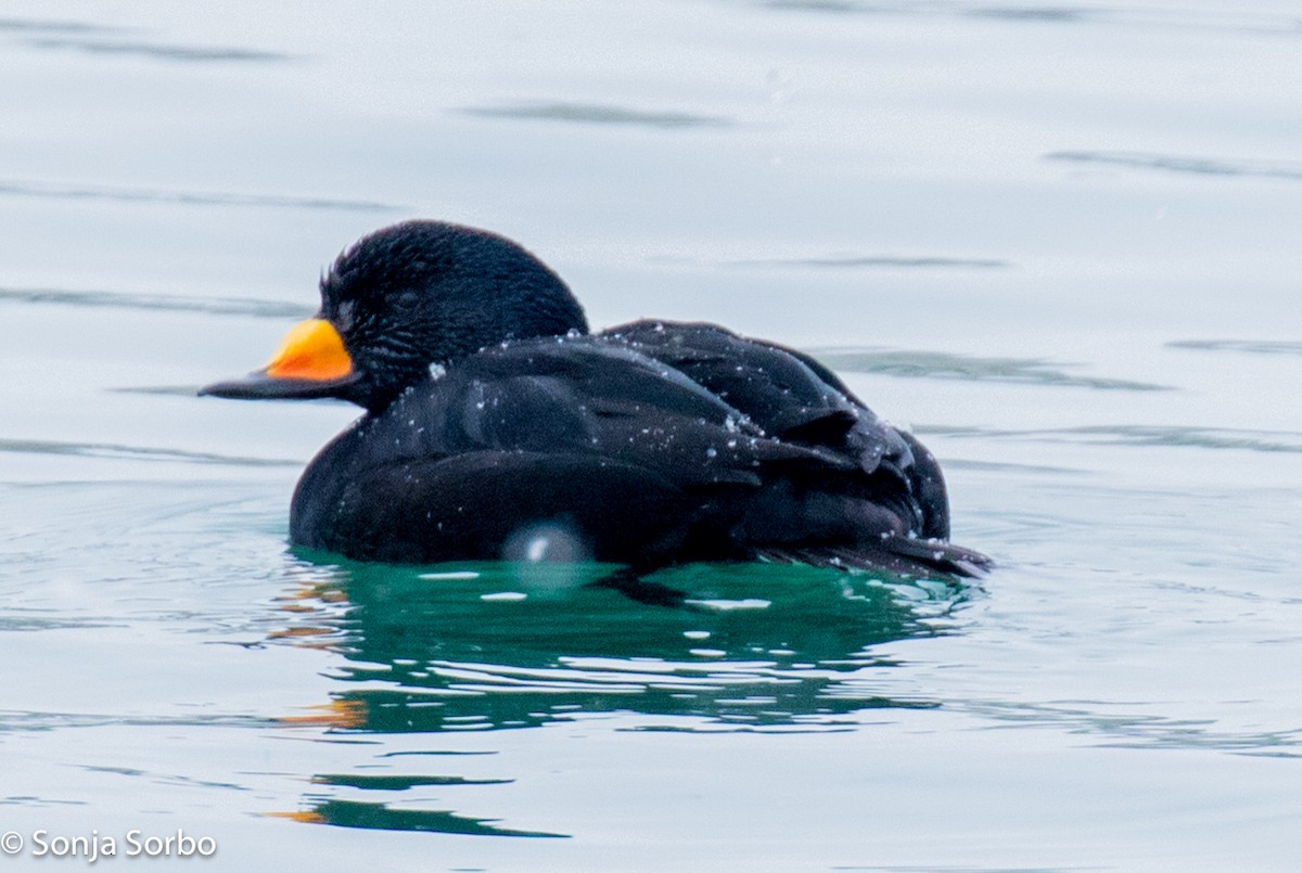 Black Scoter - ML613177361